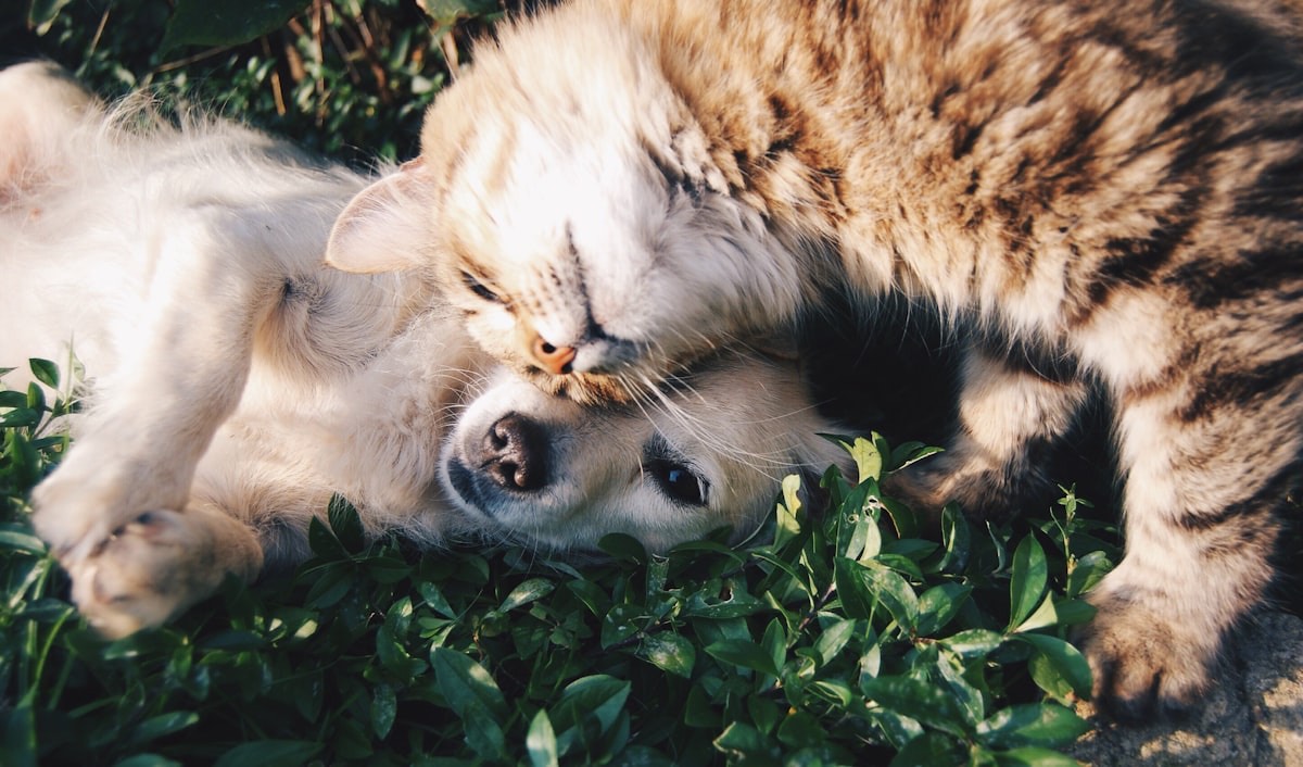 Dog and cat together — the pets you protect with a VetNow care plan