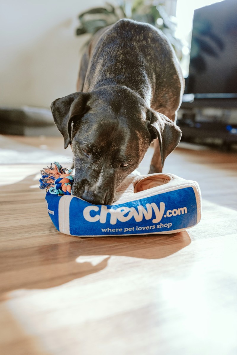 Person with their dog — start your VetNow check